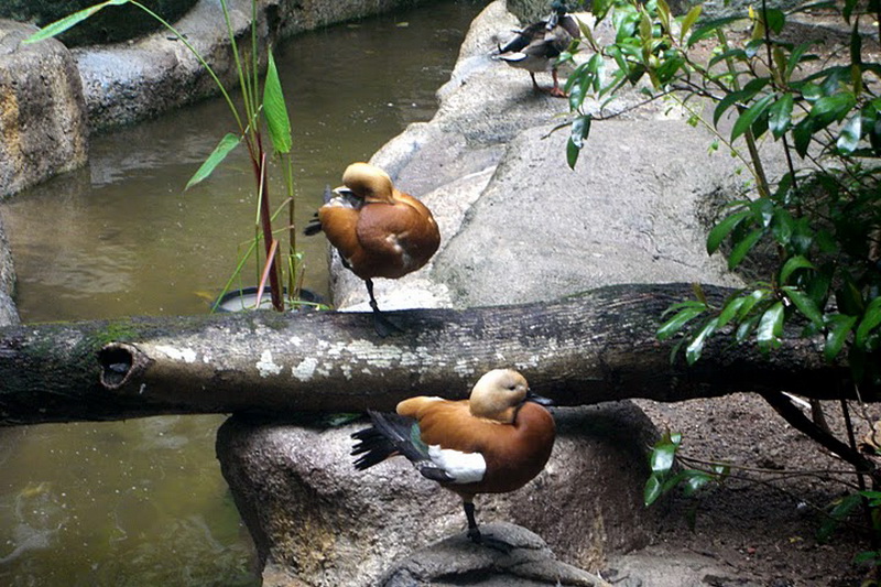 Thailand, Pattaya, Khao Kheow Open Zoo